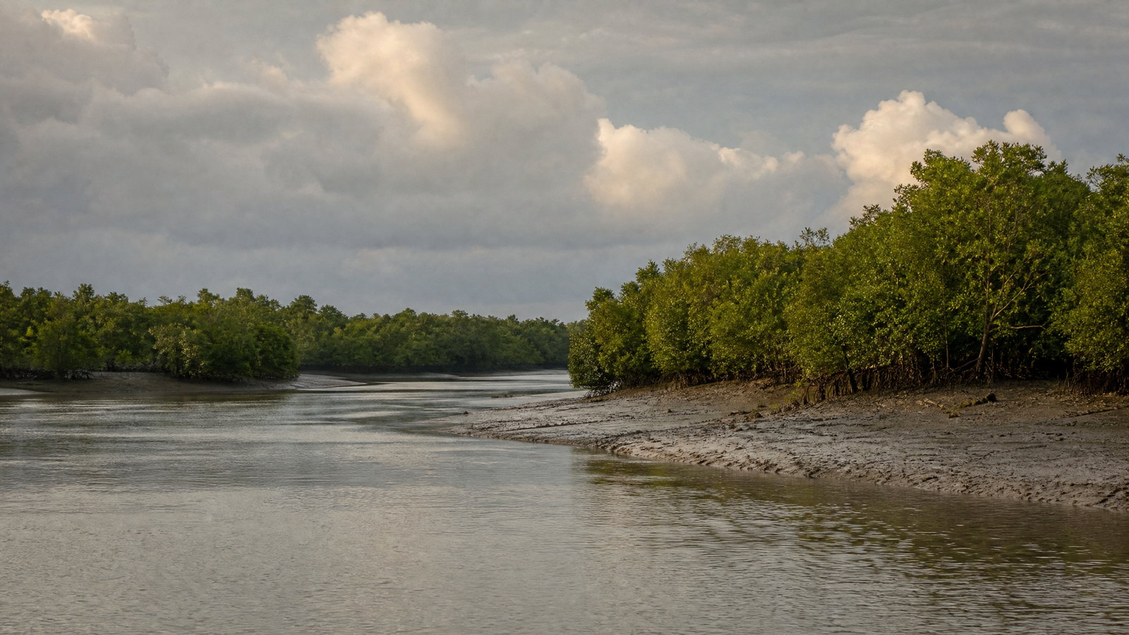 Early light across a quiet Sundarbans tidal creek, where dense mangrove roots meet still brackish water beneath a soft Bengal sky.