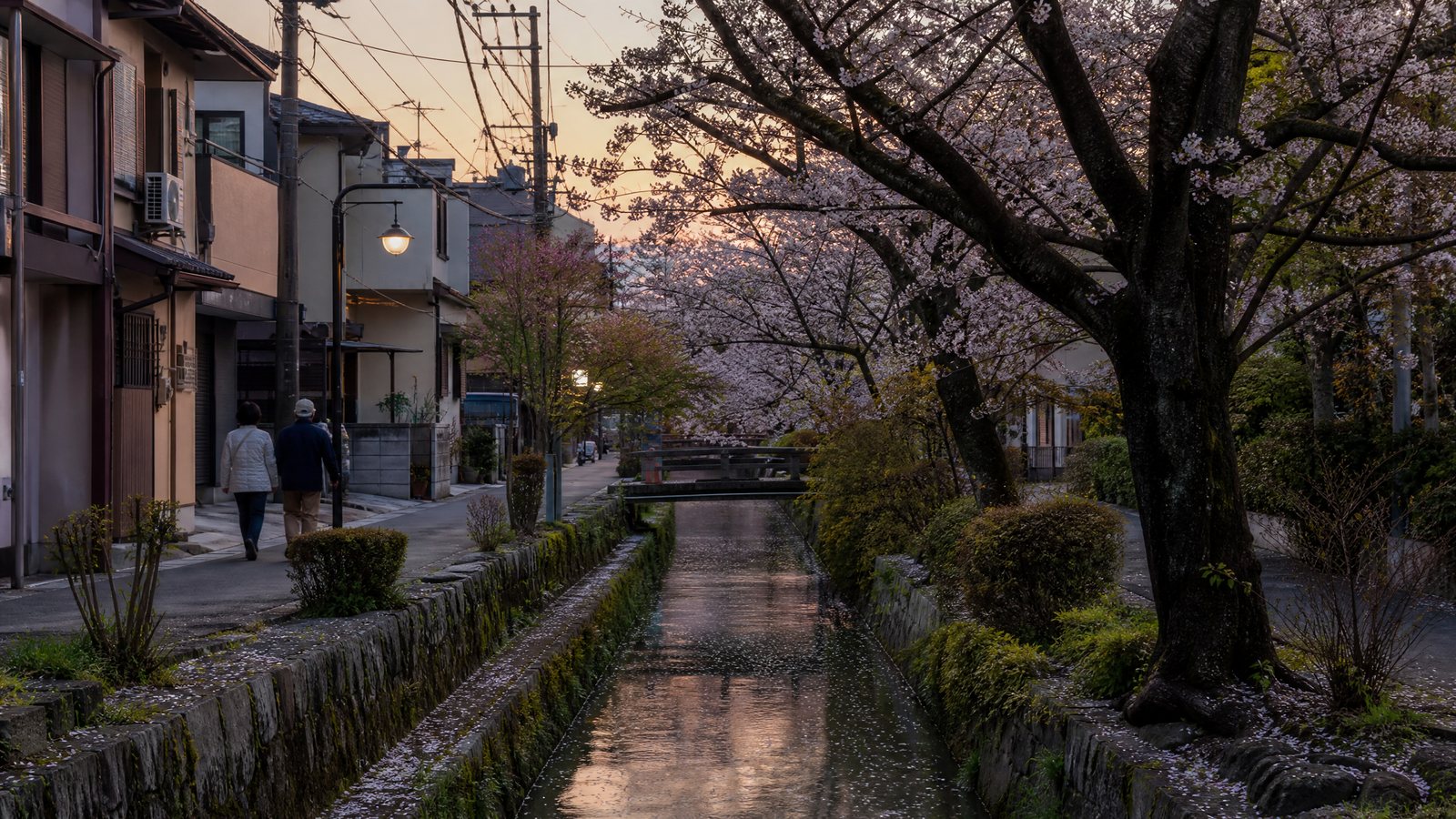 A quiet cherry-lined canal path at dawn with fallen petals and no people