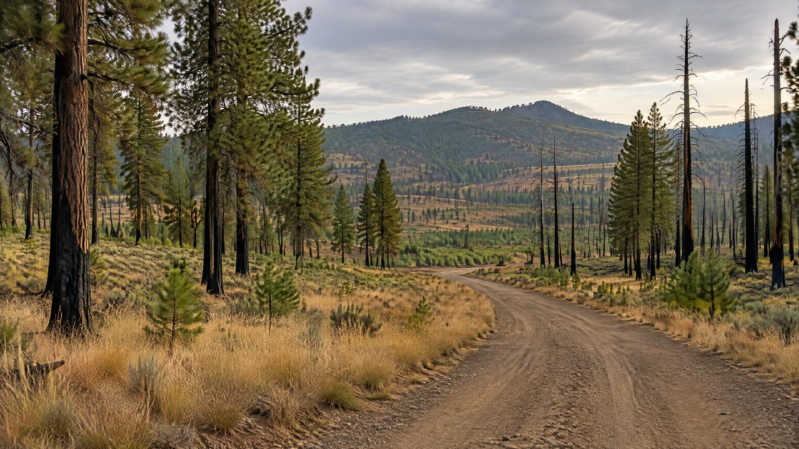 A cautious high-desert Oregon forest edge after fire, with blackened lower ponderosa trunks, golden grass and an empty dirt access road; a small distant excavator silhouette suggests recovery work.